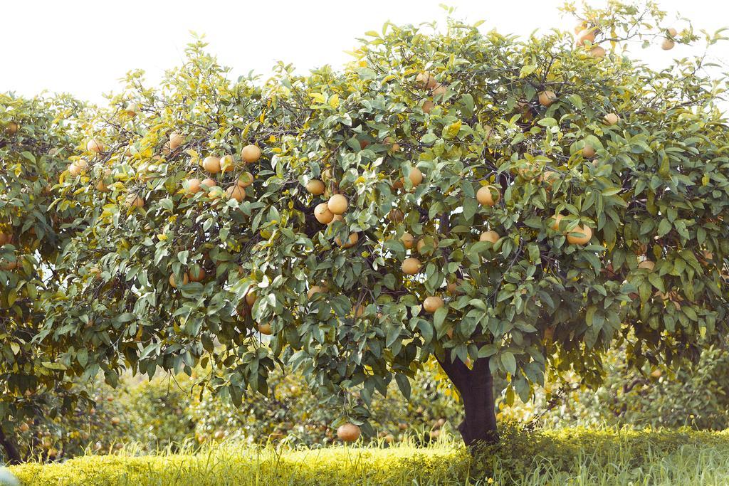 Olive Farm Of Datca Guesthouse (Adults Only) מראה חיצוני תמונה
